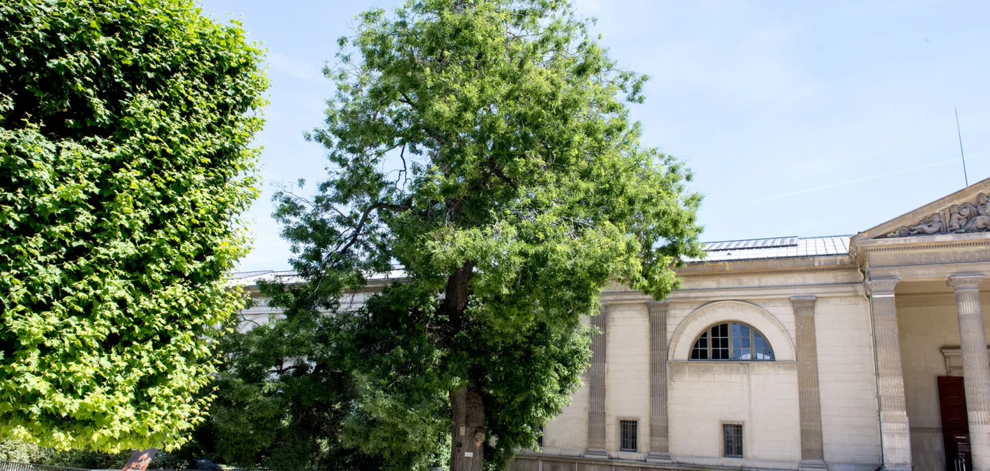 Le Sophora du Japon. Doyen des sophoras en Europe, il arriva en 1747 sous forme de graines envoyées par un religieux, jésuite, en mission en Chine. On ne sut que plus tard qu'il s'agissait d'un Styphnolobium japonicum. © MNHN - F.-G. Grandin Le Sophora du Japon. Doyen des sophoras en Europe, il arriva en 1747 sous forme de graines envoyées par un religieux, jésuite, en mission en Chine. On ne sut que plus tard qu'il s'agissait d'un Styphnolobium japonicum.