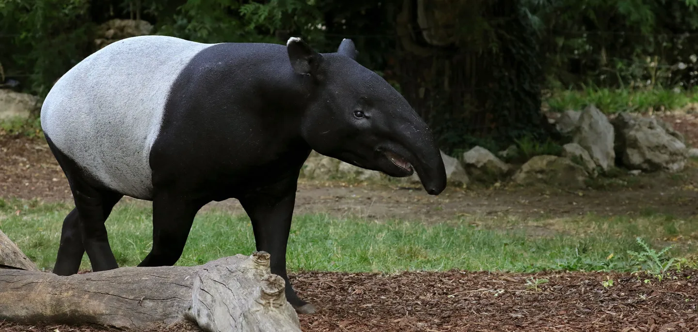 Tapir de Malaisie © MNHN - E. Baril Photo d'un tapir de Malaisie
