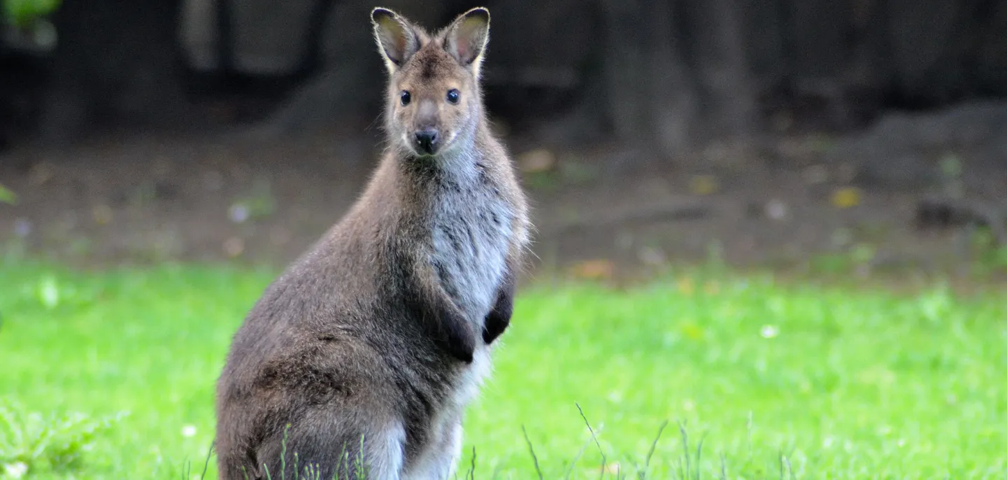 Wallaby de Bennett © MNHN Photo d'un wallaby de Bennett