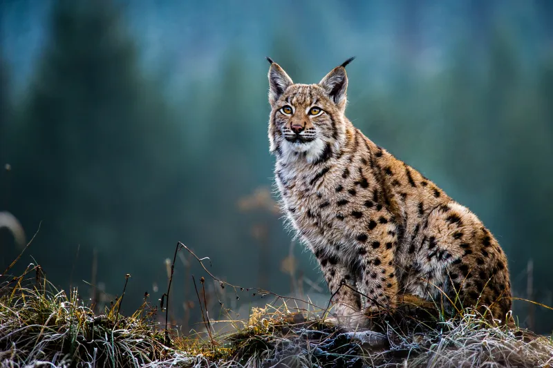 Lynx boréal
