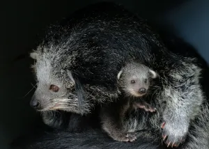 Femelle et jeune Binturong