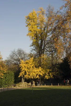 Photographie d'un ginkgo biloba avec ses feuilles jaunes