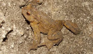 Crapaud commun © MNHN – Philippe Barré