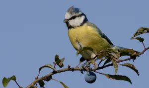 Mésange bleue © D. Collin
