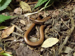 Orvet fragile © MNHN - Philippe Barré