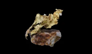 Or natif jaune de forme lamellaire sur un gangue de Quartz compact, sur fond noir