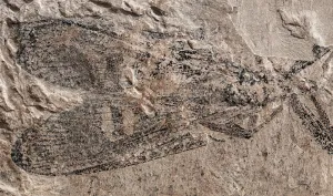 Fossile de Protodiamphipnoa gaudryi 