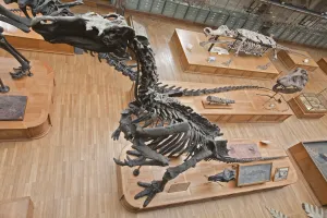 Squelette d'iguanodon