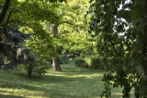 Photo d'un cyprès chauve du Jardin des Plantes