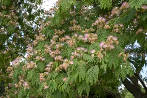 Photo de fleurs d'arbre à soie