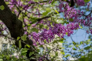 Photo de fleurs d'un arbre de Judée