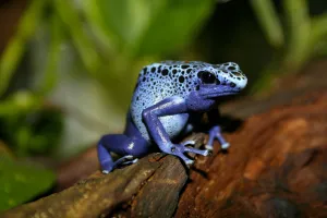 Photo de dendrobate bleu