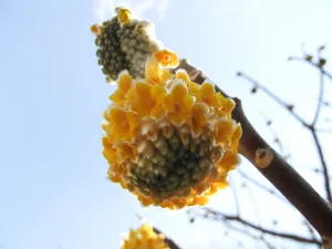 Détail d'une branche d'edgeworthie à fleurs d'or