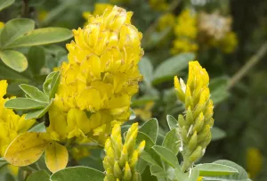 Détail d'une fleur jaune de Genêt ananas
