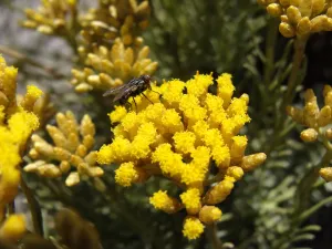 Détail de fleurs d'immortelle italienne (plant de Curry)