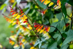 Fleurs de mina lobée en gros plan