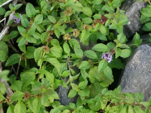 Fleurs de menthe des champs en gros plan