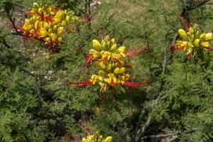 Fleurs d'oiseau du paradis en gros plan