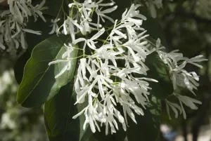 Fleurs d'arbre de neige