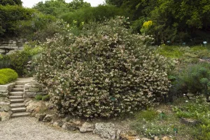 Buisson de chèvrefeuille des Baléares