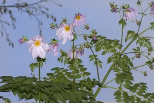 Détail d'une branche de Dahlia arborescent avec ses feuilles et ses fleurs