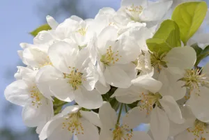 Fleurs blanches de pommier « Evereste » en gros plan