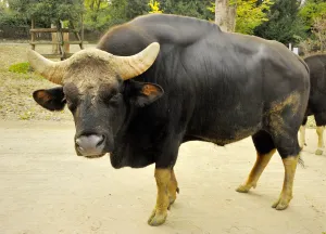 Photo d'un gaur
