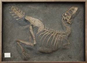 Tarbosaurus bataar (reconstruction en plâtre)