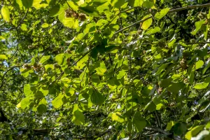 Feuillage d'un parrotiopsis