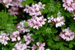 Détail d'une fleur de Pelargonium graveolens
