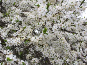 Fleurs blanches de prunus subcordata