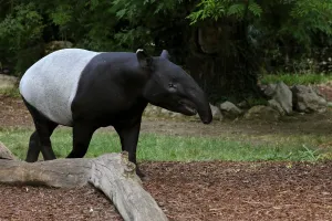 Photo d'un tapir de Malaisie