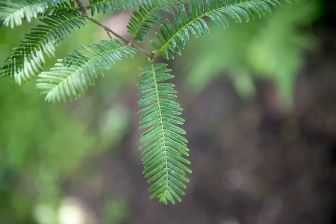 Branche de métaséquoia de Chine en gros plan