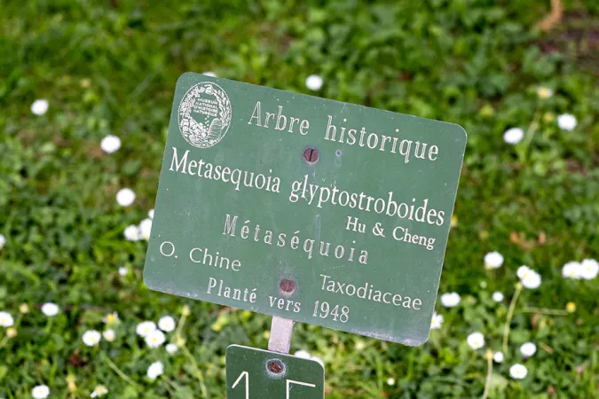 Pancarte d'informations d'un métaséquoia de Chine