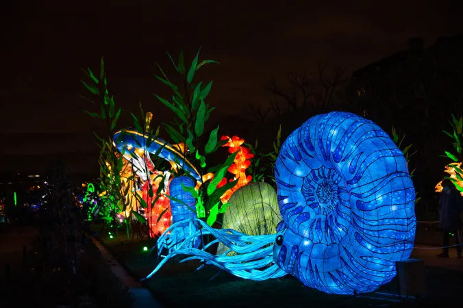 Photo d'une structure lumineuse géante de cératite