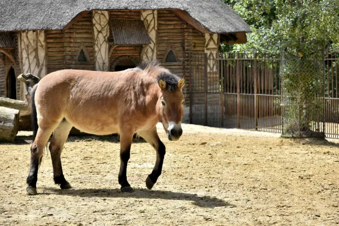 Cheval de Przewalski dans son enclos.