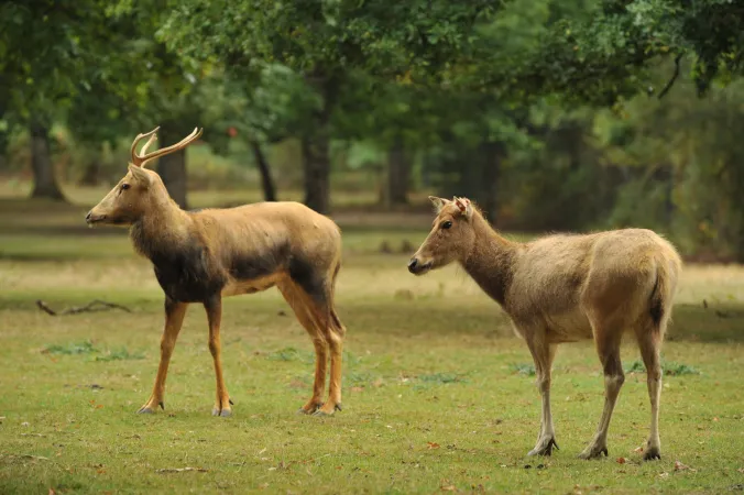 Photo de deux cerfs du Père David