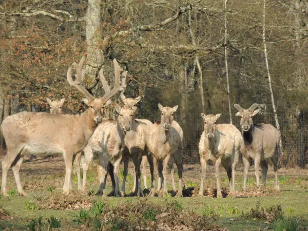 Photo d'un groupe de cerfs du Père David