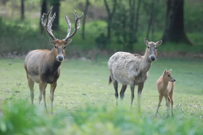 Photo d'un groupe de cerfs