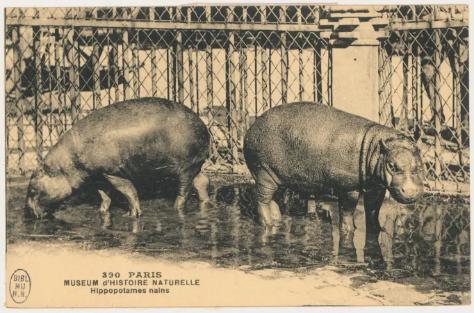 Photo des hippopotames nains, Kako et Liza