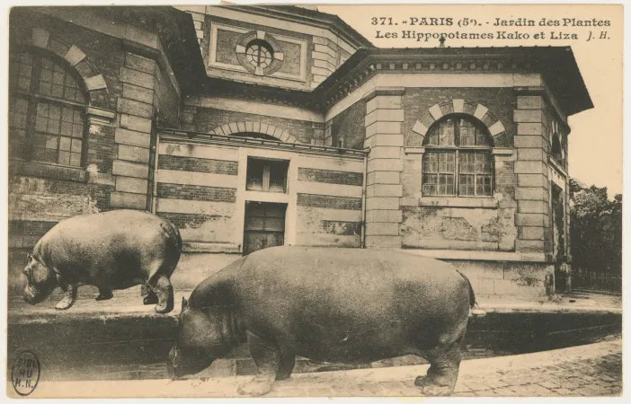 Photo des hippopotames nains, Kako et Liza