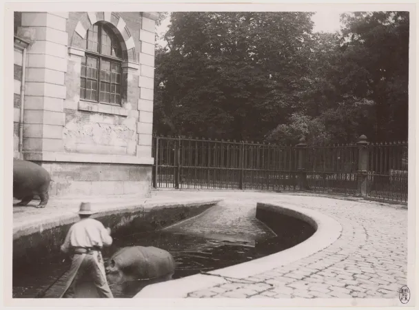 Photo des hippopotames nains Kako et Liza