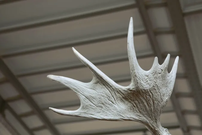 Squelette d'un bois de cerf du Père David