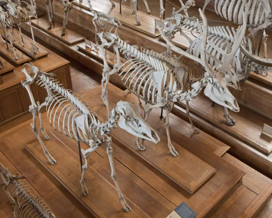 Photo de squelettes de cerfs du Père David