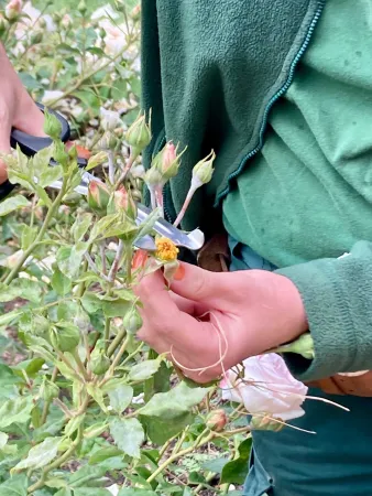 Castration d'une rose, c'est à dire en enlever les étamines.