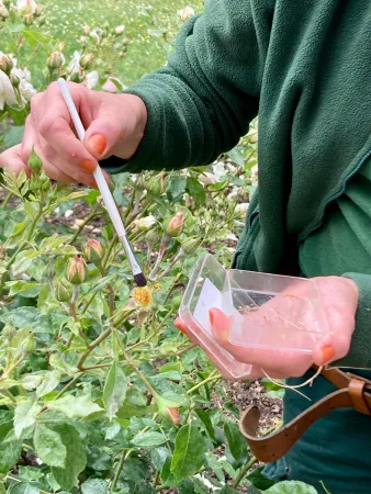 Une rosiériste dépose du pollen sur le pistil d'une rose à l'aide d'un pinceau.