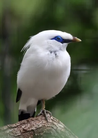 Oiseau aux plumes blanches sur le corps, et plumes noires sur le bout des ailes et de la queue. Peau bleue autour des yeux.