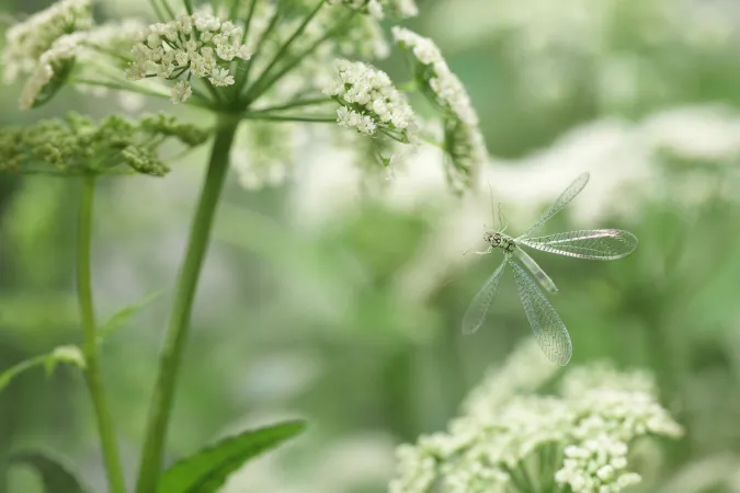 Petit insecte vert clair et translucide au corps allongé.