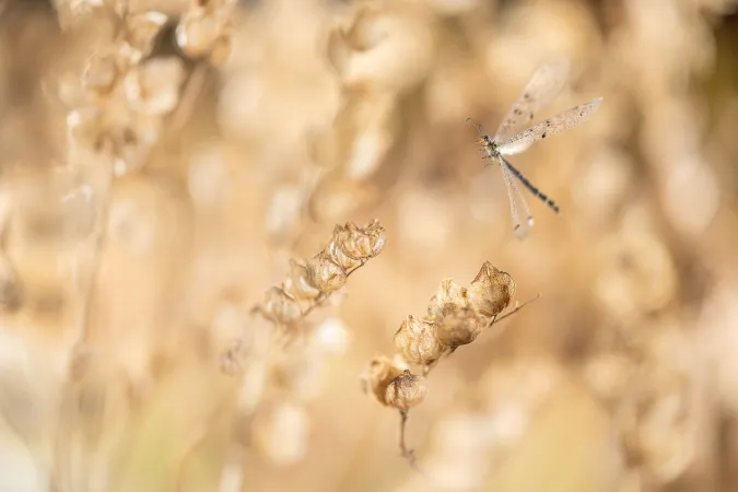 Insecte au corps allongé, volant grâce à quatre ailes.