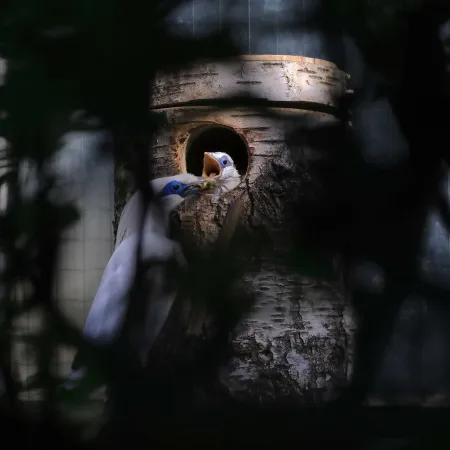 Un jeune oiseau Martin de Rothschild sort la tête d'un nichoir, devant lequel un adulte est perché.